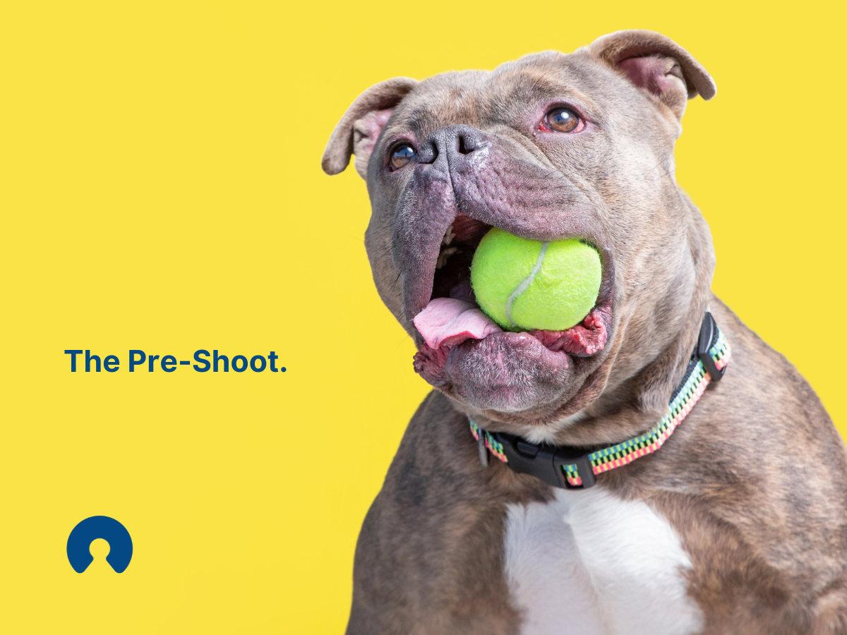 At-Home Pet Photoshoot Cheat Sheet: The Pre-Shoot text a bulldog with a ball in his mouth