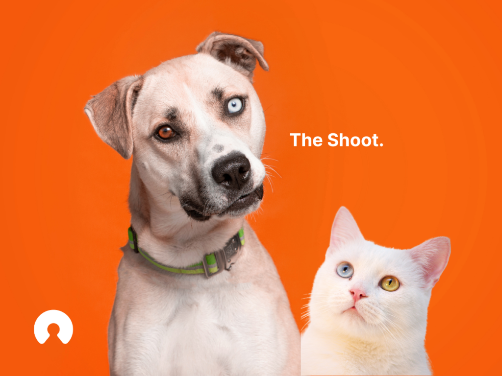 At-Home Pet Photoshoot Cheat Sheet: The Shoot text with a dog and a cat, with different colour eyes (heterochromia)