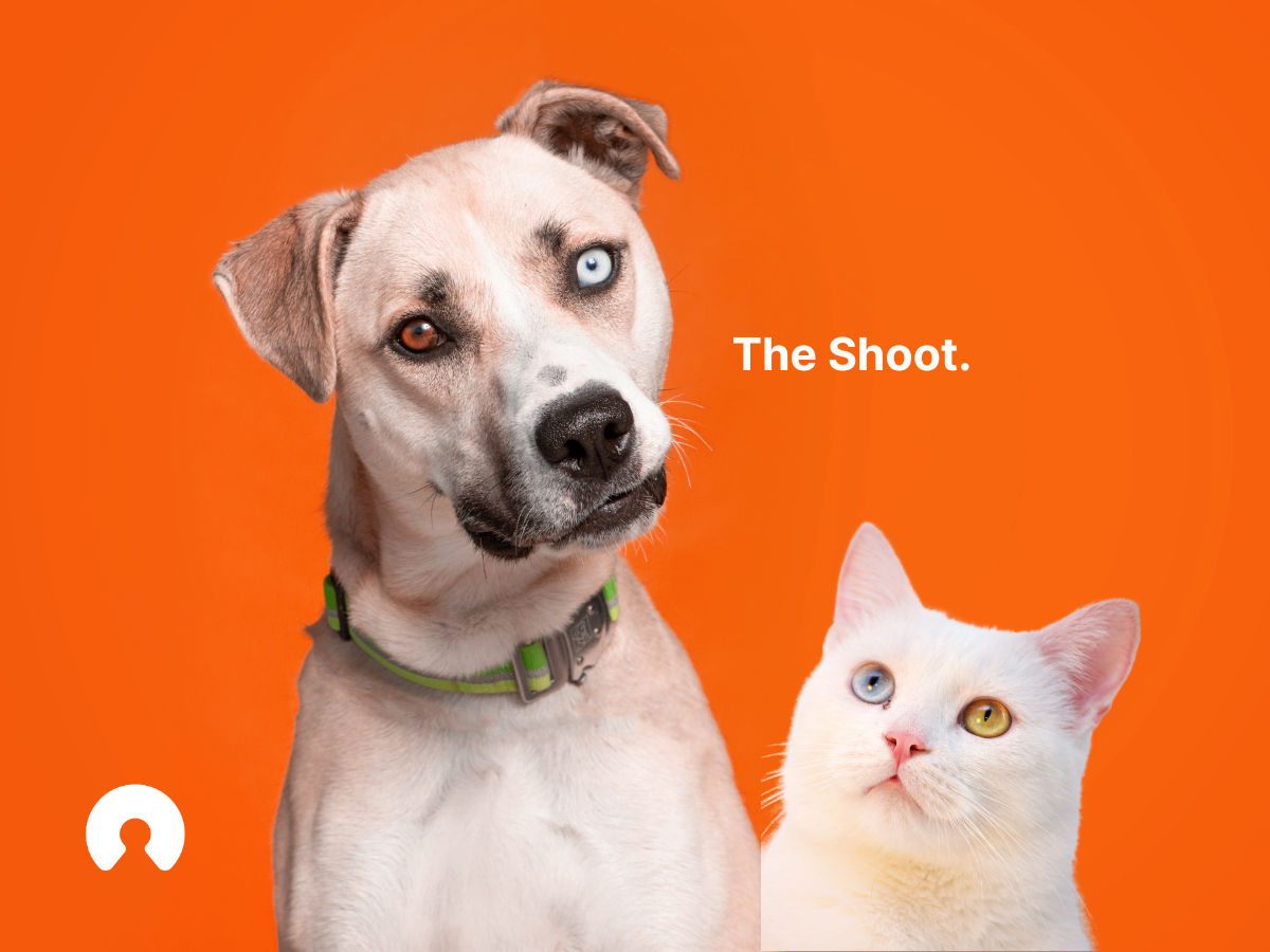 an-at-home-pet-photoshoot-cheat-sheet-clavis-clavis-social