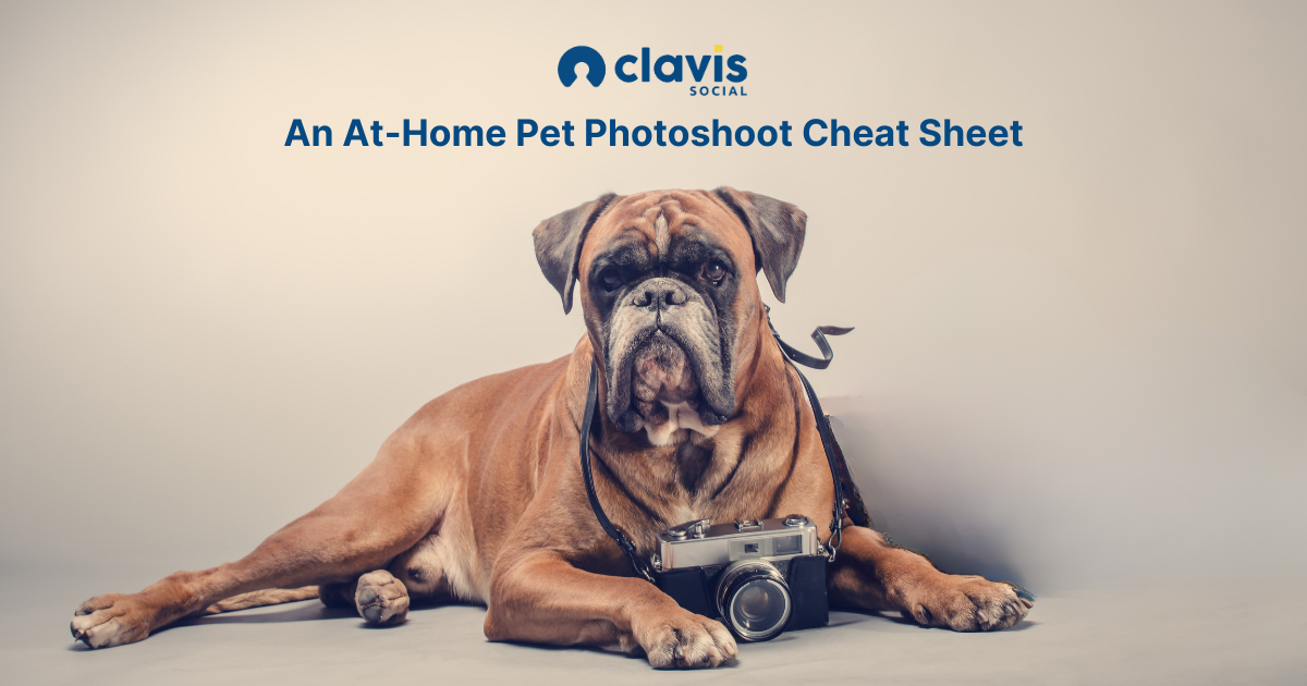 The At-Home Pet Photoshoot Cheat Sheet in text with a boxer dog posing with a camera